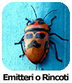 Emitteri o Rincoti